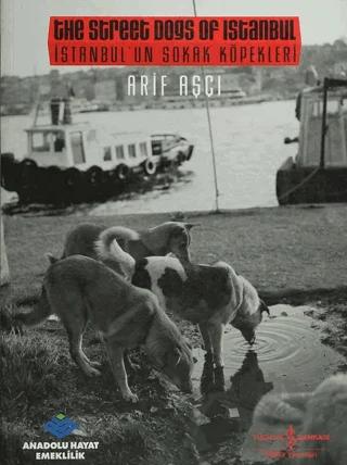 İstanbul'un Sokak Köpekleri / The Street dogs Of Istanbul