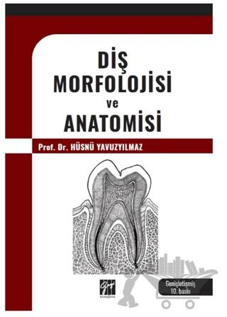 Diş Morfolojisi ve Anatomisi