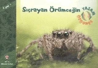 Sıçrayan Örümceğin Yaşam Döngüsü