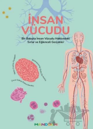 İnsan Vücudu