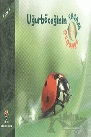 Uğurböceğinin Yaşam Döngüsü