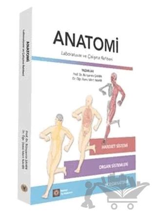 Anatomi