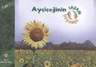 Ayçiçeğinin Yaşam Döngüsü