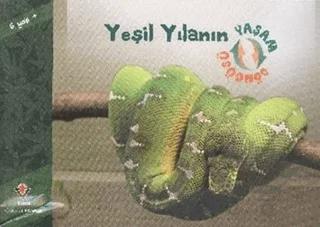Yeşil Yılanın Yaşam Döngüsü