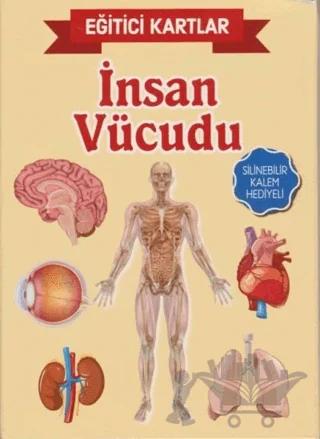 Eğitici Kartlar - İnsan Vücüdu