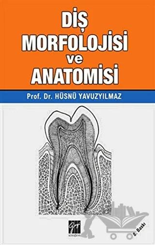 Diş Morfolojisi ve Anatomisi
