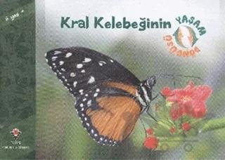 Kral Kelebeğinin Yaşam Döngüsü