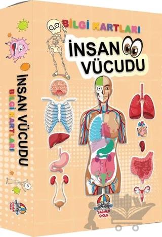 İnsan Vücudu - Bilgi Kartları