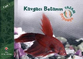 Kavgacı Betanın Yaşam Döngüsü