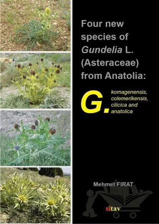 Four New Species Of Gundelia L. (Asteraceae) From Anatolia