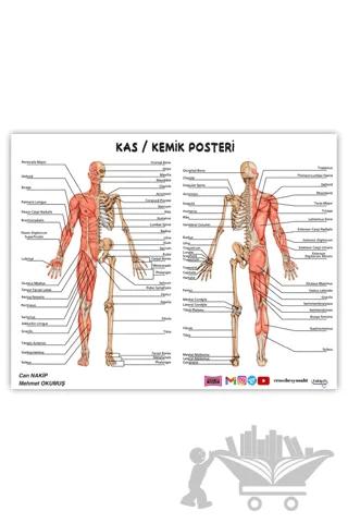 2024 ÖABT Beden Eğitimi Öğretmenliği Kas-Kemik Posteri